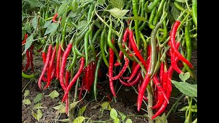 Chilli Agniparva At Almel Taluk Vijayapura Dist