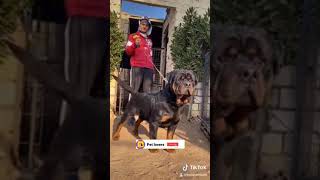 the big rottweiler dog #rottweiler #shorts