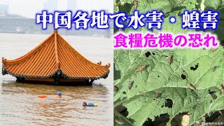 中国で大量のイナゴが発生 食糧危機の恐れ【禁聞】