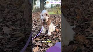 Sự thật về chó Cocker Spaniel: Nuôi chó "Tiểu Thư" có khó không?