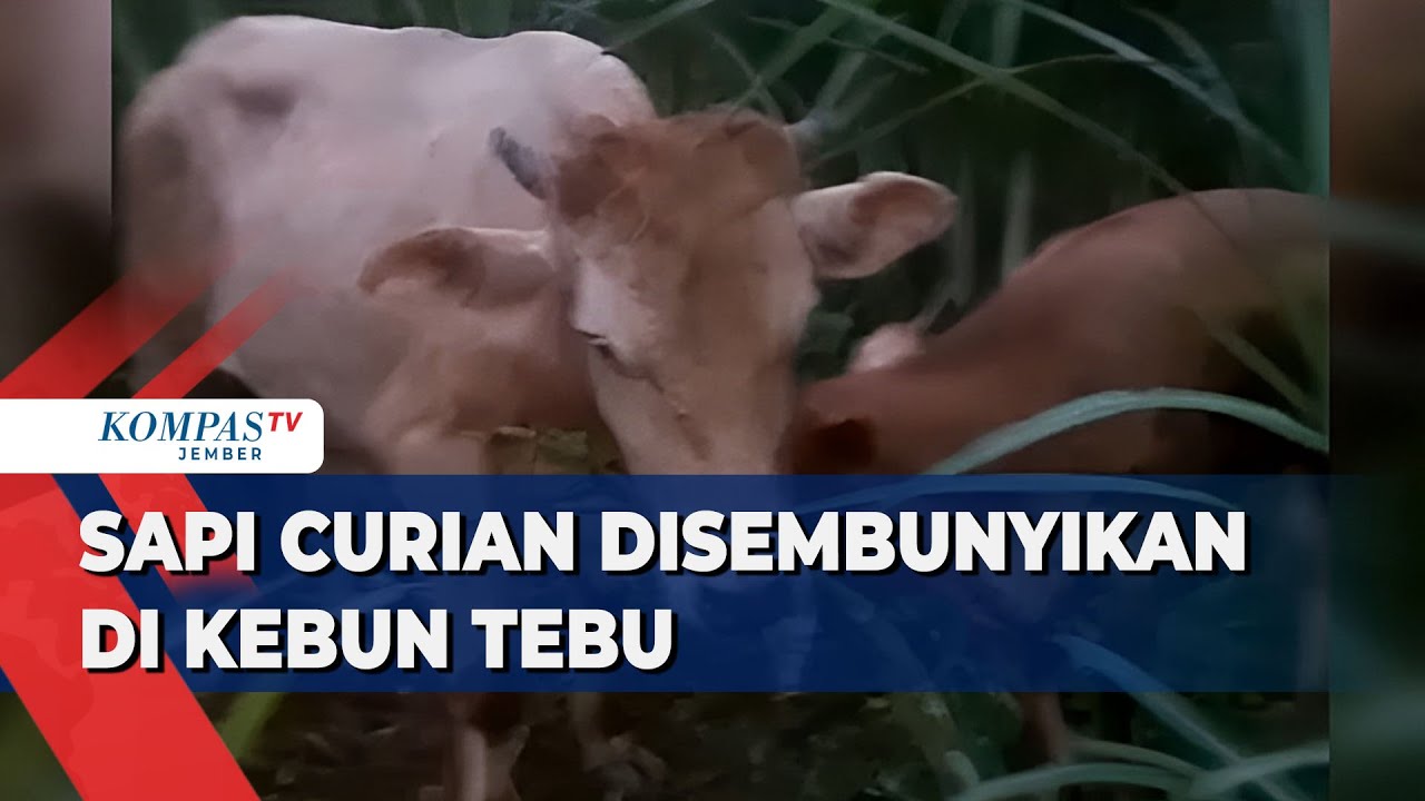 Polisi Gagalkan Pencurian Sapi, 2 Ekor Ditemukan di kebun Tebu