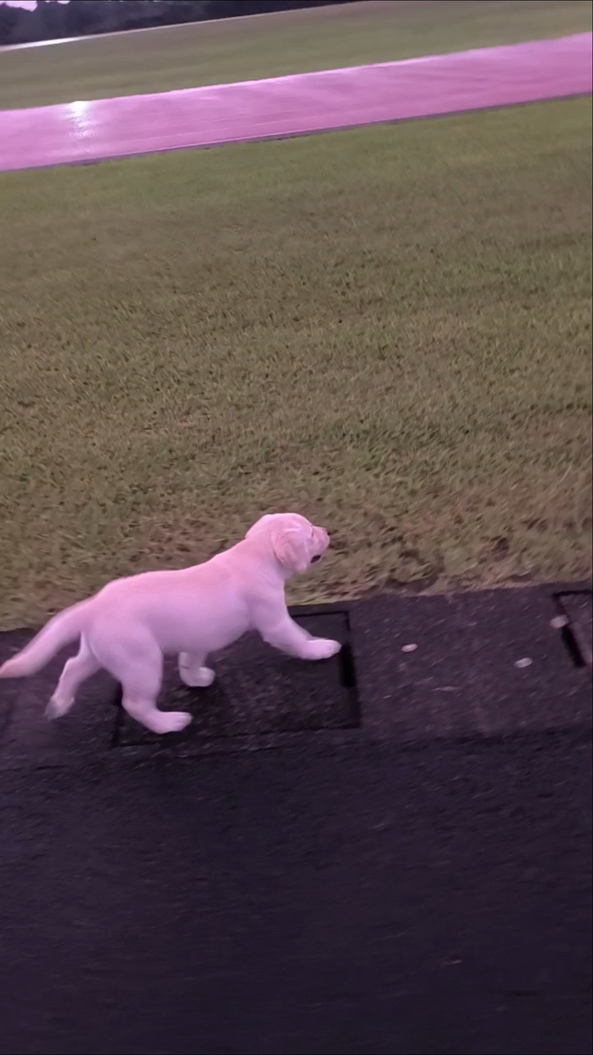 全てが新鮮 #dog #labrador #puppy - YouTube