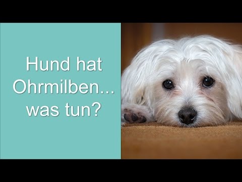 Hund Hat Ohrmilben Was Tun Youtube