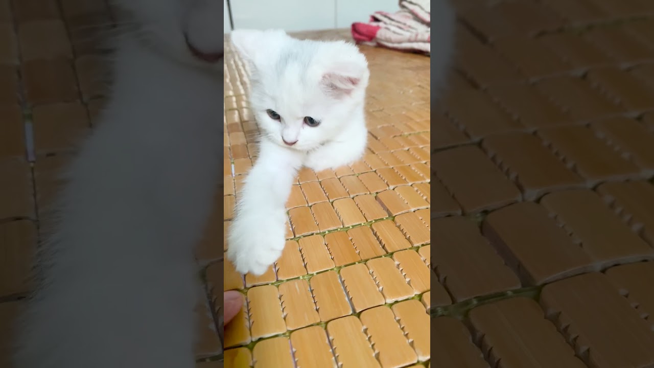 Milo's cute white kitten