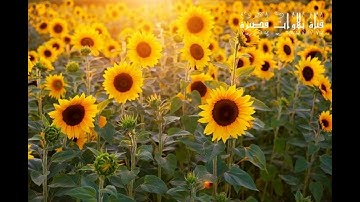 تلاوة ماتيسر من سورة إبراهيم - القارئ سعد التوم