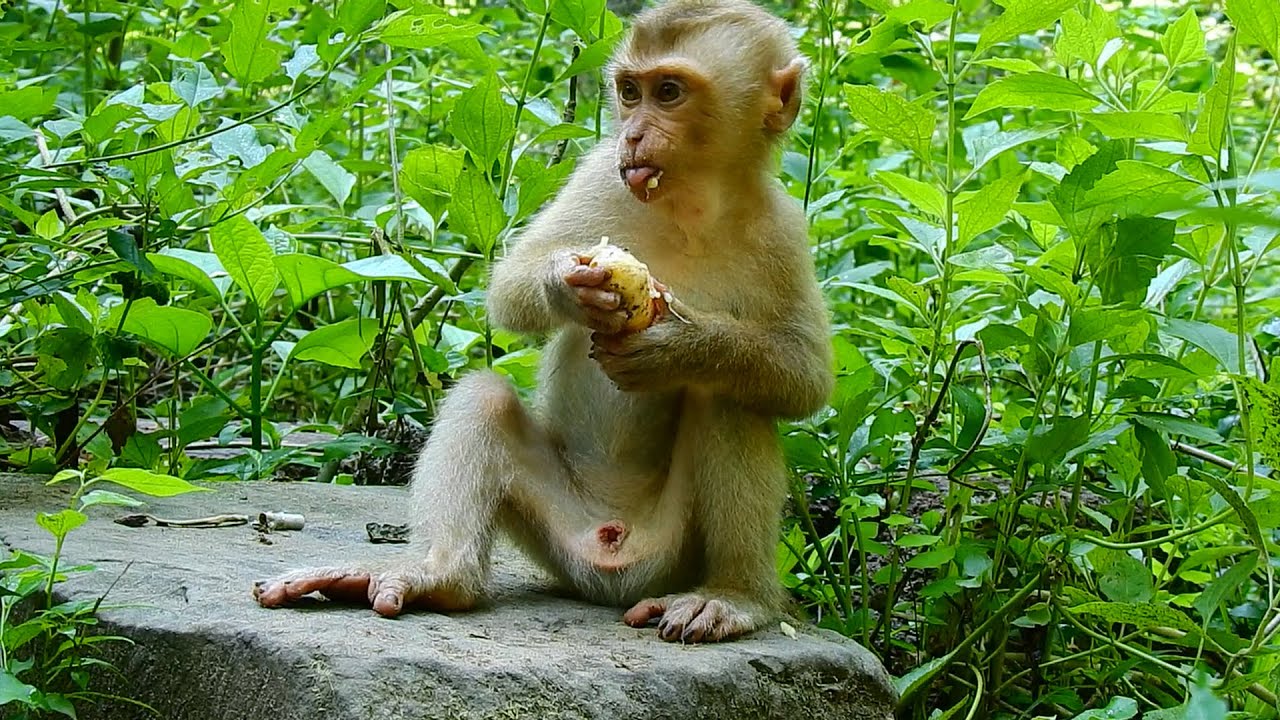 Poor monkey Ricky falling in deep sleep after eat full enough |Give extra food for baby monkey Ricky