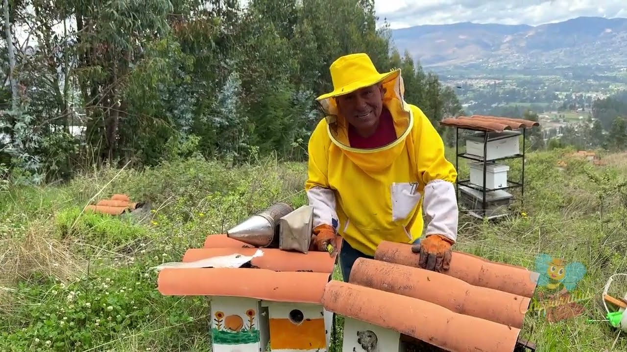 A los 22 días división tipo abanico.#elfantasmitawily #apicultura #abejas #chaparritasbeescajamarca