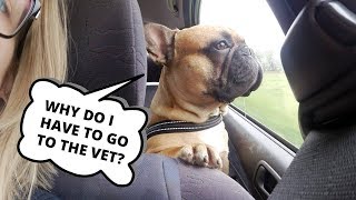 Vlog - Another Day At the Vet