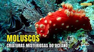 Moluscos Marinhos Criaturas Misteriosas Do Oceano