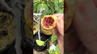 Cold Bordissot Negra Rimada Bnr