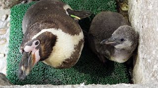 フンボルトペンギンのひな、すくすく