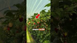 This Isn’t Just Farming… It’s RASPBERRY ENGINEERING!  #BerryFarming #TunnelGrown #fyp #Amazing