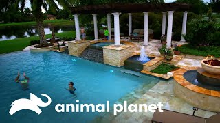 Piscinas únicas: el lado extravagante de la natación | Piscinas Soñadas | Animal Planet