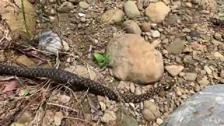 台灣赤煉蛇Asian Tiger Snake