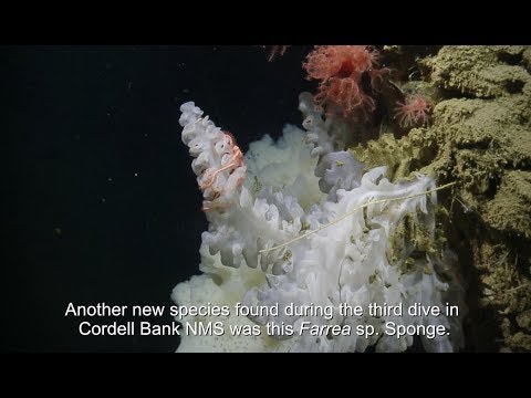 New Sponge Species Found in Cordell Bank National Marine Sanctuary | Nautilus Live