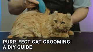 Purrfect Cat Grooming: A DIY Guide