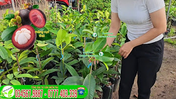 Măng cụt thái kinh tế cao trái thơm ngon ngọt dinh dưỡng