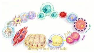 Breakthrough Junior Challenge- Stem Cells