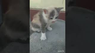 anak kucing kampung sarapan pagi seadanya#67#anakkucinglucuimutgemesin