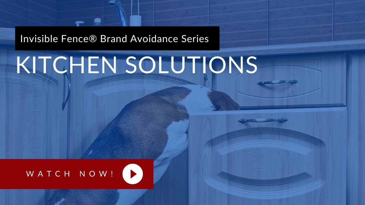 Keep Your Pets Off Kitchen Counters YouTube