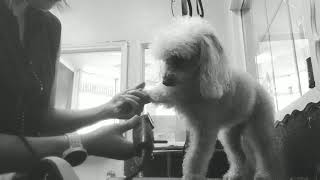 Grooming a poodle by Pawsh Dog House 134 views 4 years ago 3 minutes, 2 seconds