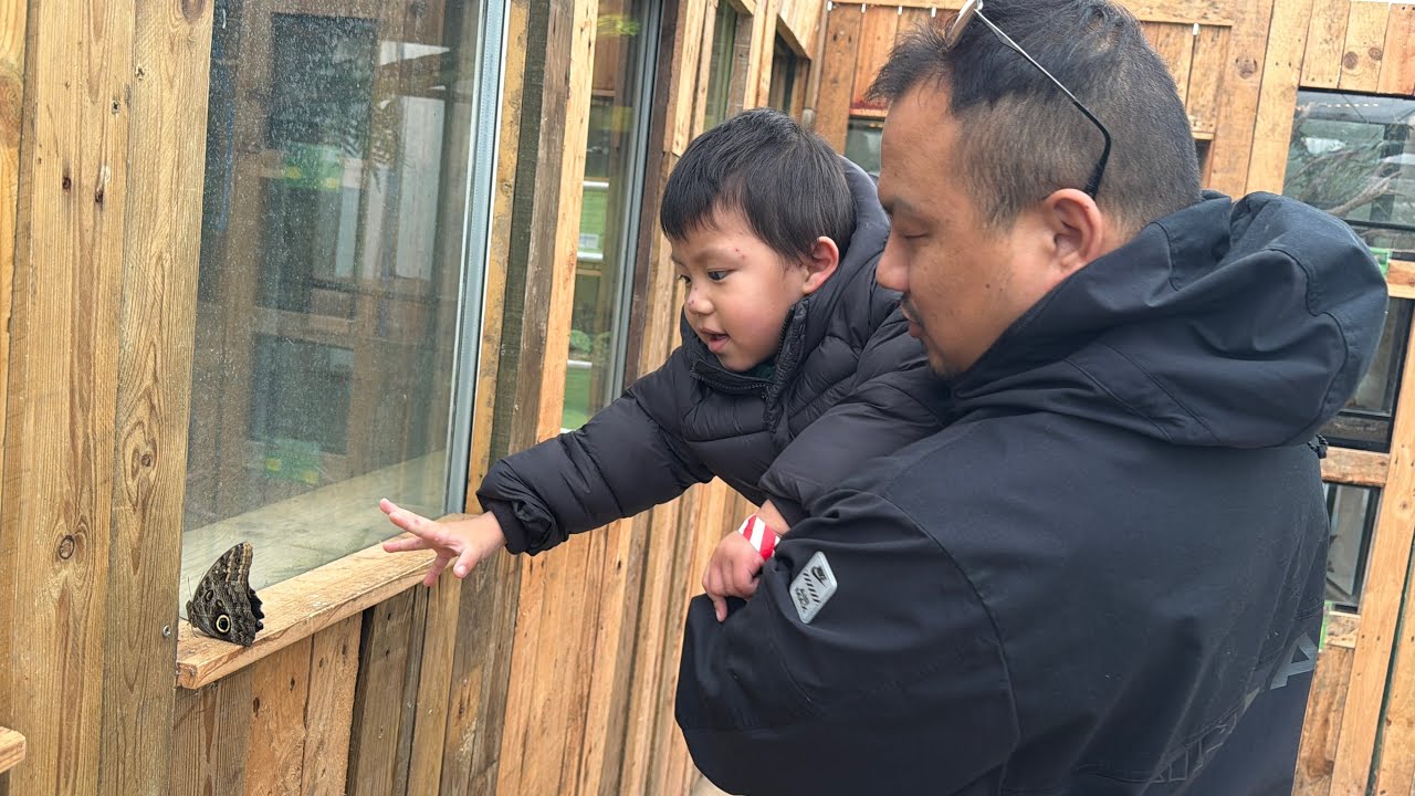 Aiden’s short visit to The Butterfly world and Farm🦋🦋🐐🐑🐔🦙🐇🐓🐰🐟🐠