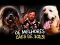 TOP 5 CÃES MAIS IMPRESSIONANTES QUE GRAVEI EM 2023: RAÇAS QUE VÃO TE SURPREENDER!