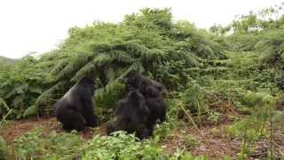 Rwanda Mountain Gorilla Fight