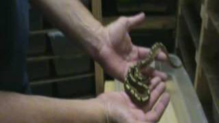 1st Clutch 2010 Spider