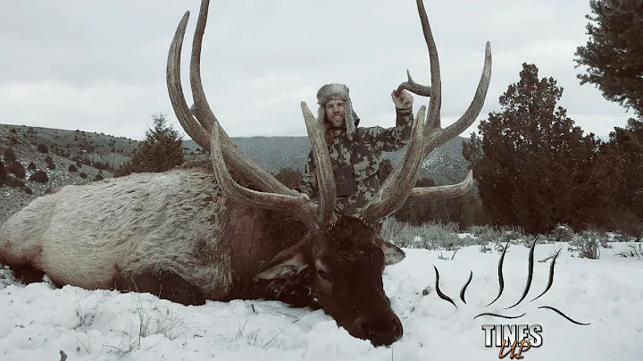 Giant Bulls In Utah - Statewide Elk Hunt 2016 - Ti...