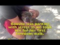A happy rescue and update; Dolche and Booshe are saved