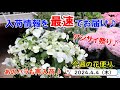 今週の花便り #78【2024.4.4】アジサイ祭り♪　今週もあのお花が入荷しました♪【入荷情報を最速でお届け!!】
