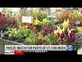 How will the frost impact your outdoor plants?