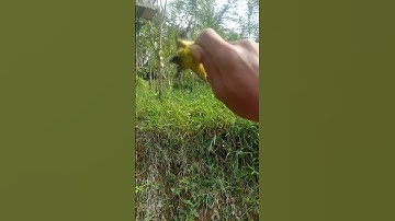 ngatasi burung sogon yg tidak Mauk turun saat di pikat