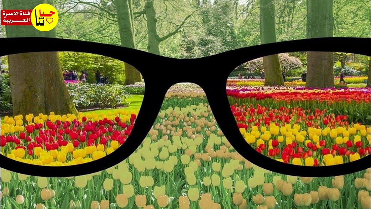 Как видят люди в очках. Очки для дальтоников. Очки для зрения дальтоников. Желтые очки для дальтоников. Мир через очки для дальтоников.