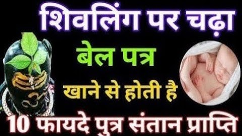 शिवलिंग पर चढ़ा बेलपत्र खाने से होती है पुत्र संतान प्राप्ति ? काश पहले पता होता // ॐ नमः शिवाय