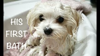 PUPPY FIRST BATH (MALTESE TOY) by Limon the Maltese dog 3,398 views 2 years ago 2 minutes, 50 seconds