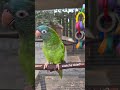 Holly practicing some phrases :) #bluecrownedconure #conuretalk #talkingparrot #peekabooparrot
