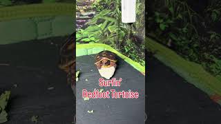 Tiny Tortoise Goes Surfing on Giant Calcium Bone