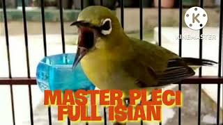 Master Pleci Full Isian//Tembakan Ziper