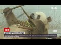 Новини світу: у зоопарку китайської провінції Шеньсі вперше показали коричневу панду