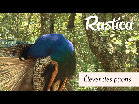 Vidéo: Différence Entre Paon Et Paon