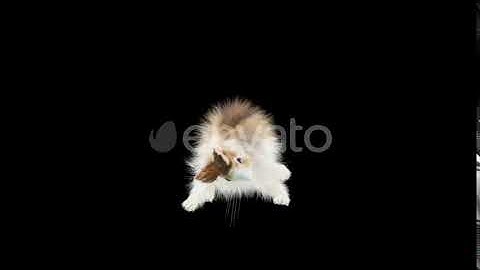 Rabbit Dancing HD | Motion Graphics - Envato elements