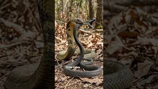 King Cobra vs Black Mamba : Who Would Survive