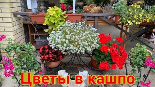 Цветы в кашпо // Подвожу итоги и делаю выводы //