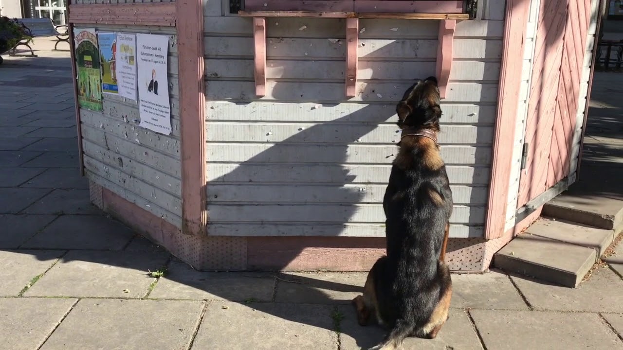 Part 5-Training sit and freeze as indication for scent detection dogs.