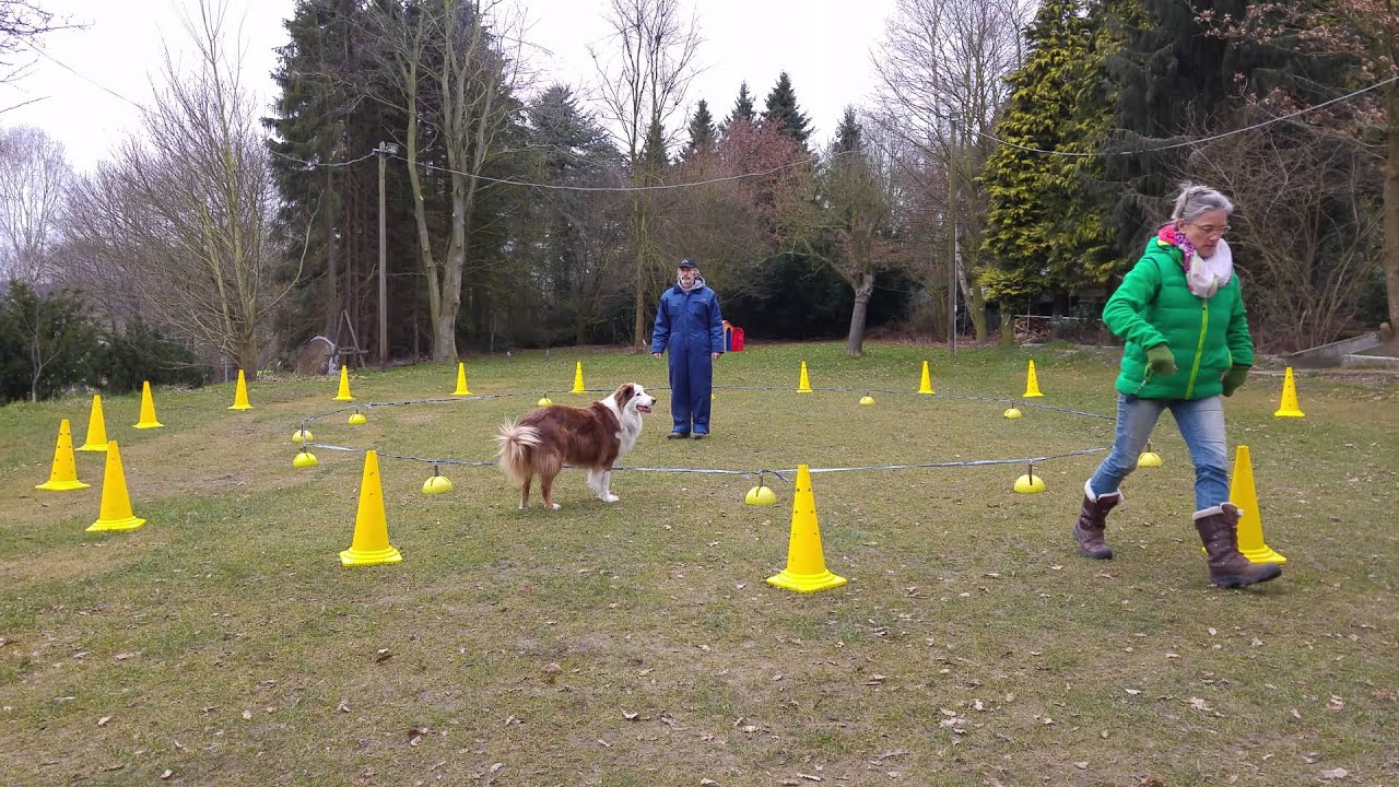 Körpersprachliches Longieren mit Hund YouTube