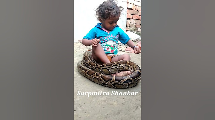Indian Rock Python and Baby Boy  #snake #Shorts