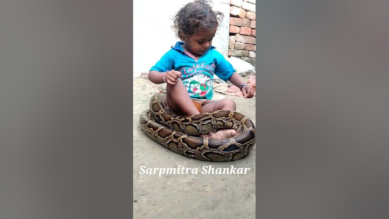 Indian Rock Python and Baby Boy  #snake #Shorts