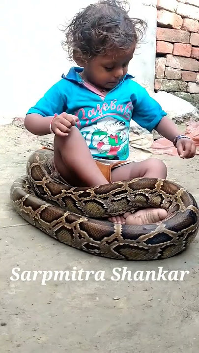 Indian Rock Python and Baby Boy  #snake #Shorts